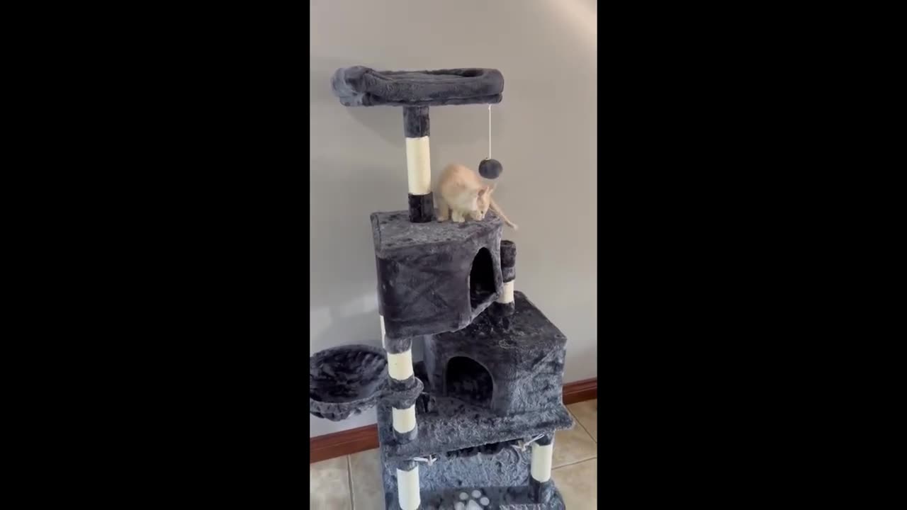 Maine Coon Pasha climbs the Cat Tree for the first time on September 16, 2024