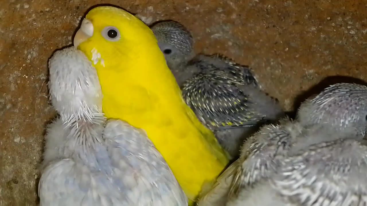 Viral birds video