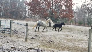 Stunning horse running and playing