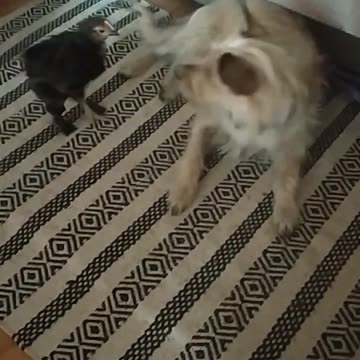 Luna is playing with the chicken ;-)
