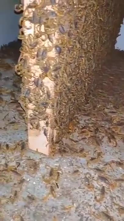 MILLIONS OF SCORPIONS 😱😱😱