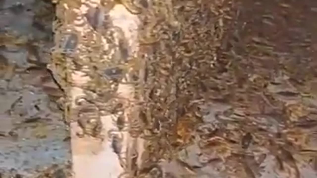 MILLIONS OF SCORPIONS 😱😱😱