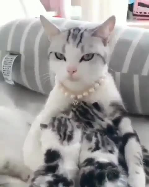madame cat giving breastfeeding