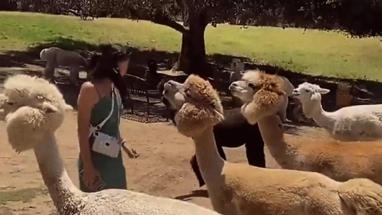 Animals funny reaction 😂😂