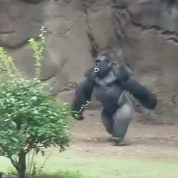 Funny Monkeys make me Happy