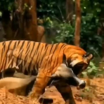 The mighty tiger is carrying its kill | wildlife animals