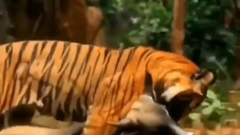 The mighty tiger is carrying its kill | wildlife animals