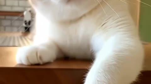 Funny , England, comedy, short, beutiful, cute, funny