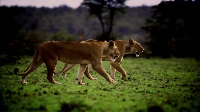 Lion walk husband wife