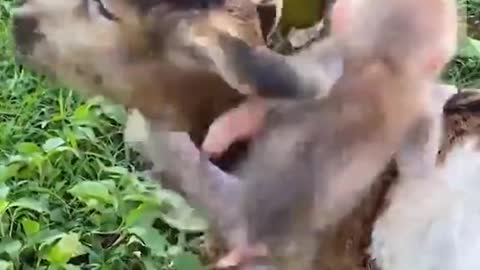 Monkey and baby goat playing