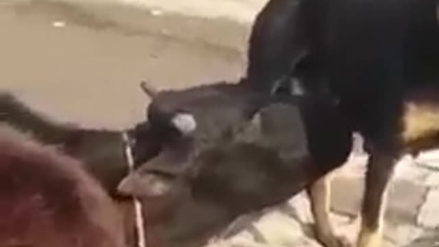 Cows drinking bitch's milk