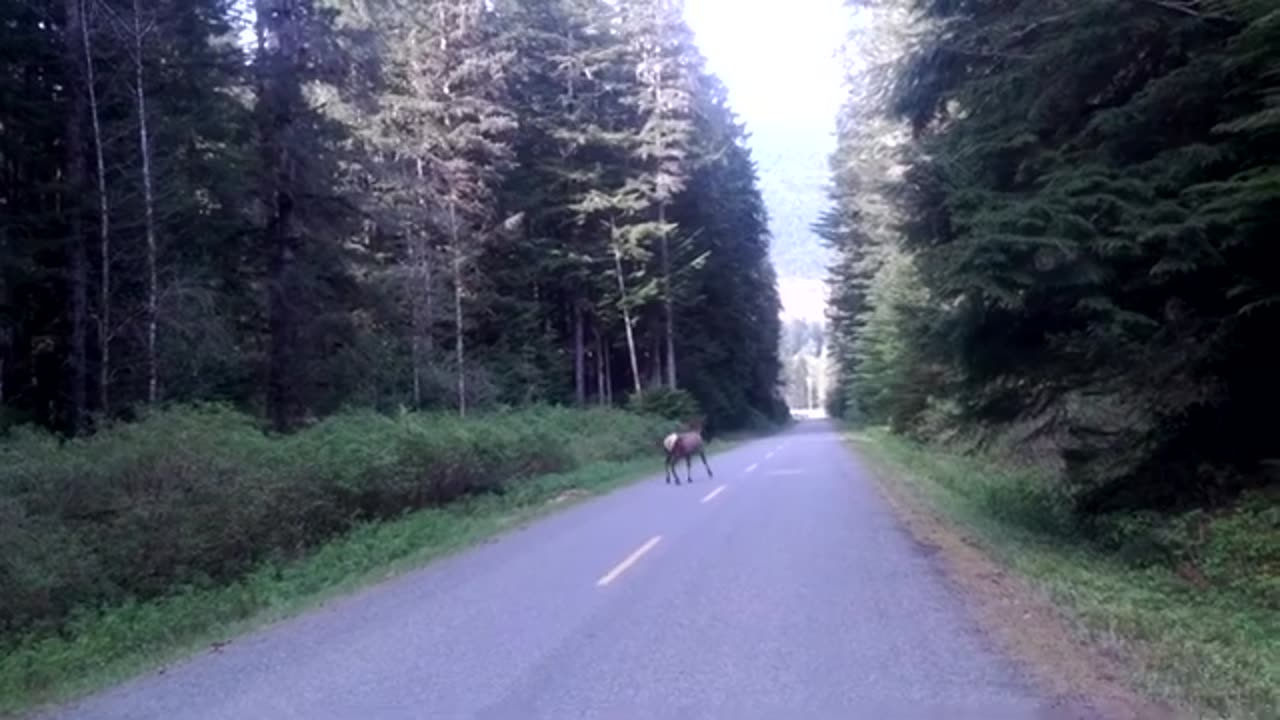 Vancouver Island Roosevelt Elk