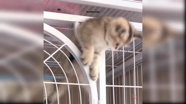 cat tries to pass through grills 😂😂