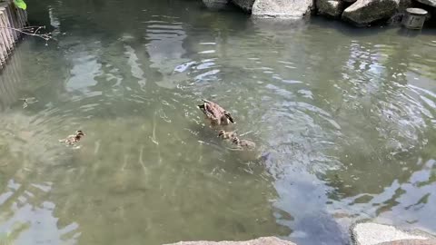 DUCK,cute,laughably