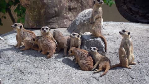 Mongoose world