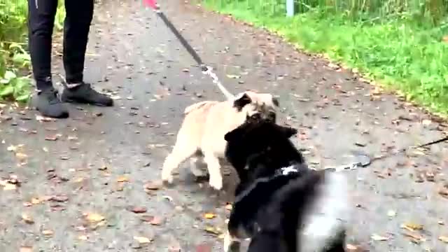 Nice videos dogs puppies Beautiful 😻