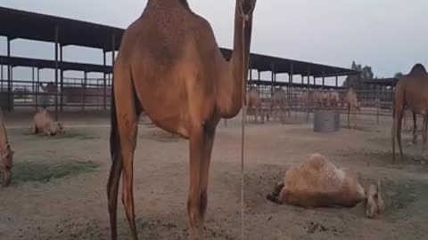 🐫 CAMEL Amazing Facts | | Animal facts| facts video| InterestingFacts|#Shorts#Short