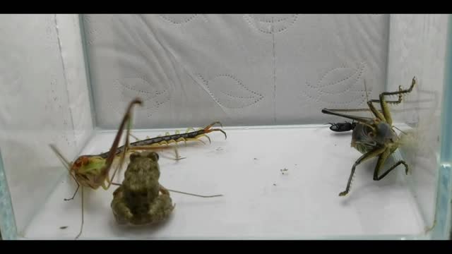 Bugs War
