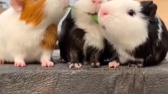 Three little mice