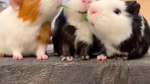 Three little mice