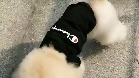 Cute dog dance