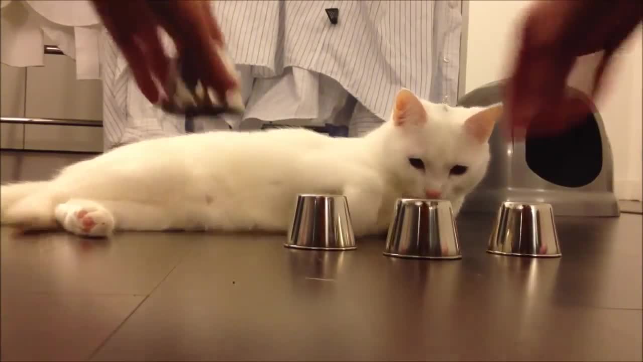 Smart cat