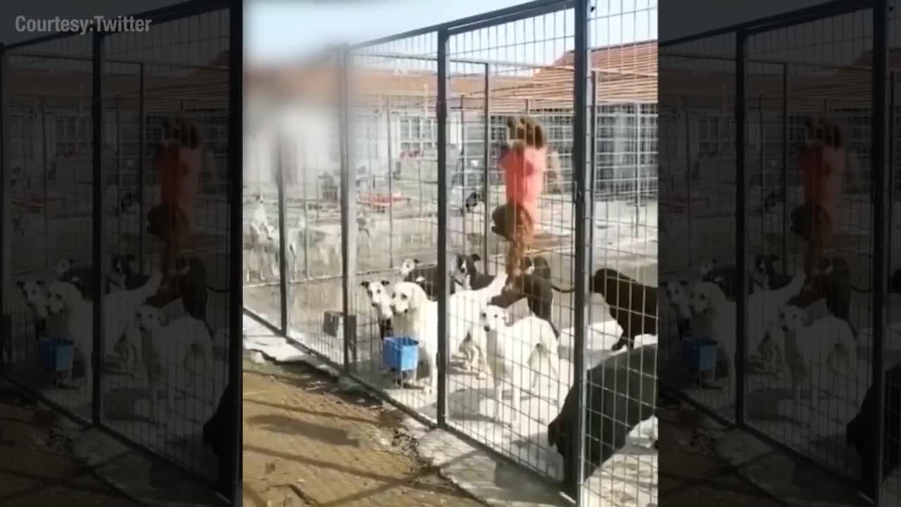 How these dogs escaped from a cage