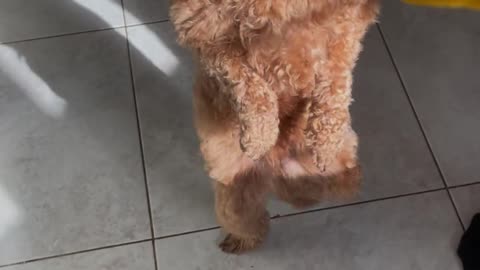 Dog Dancing