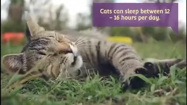 Pet education / Animal lovers
