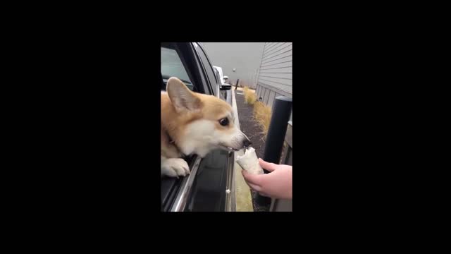 Cute Corgi having an Amazing Day with Whipped Cream.