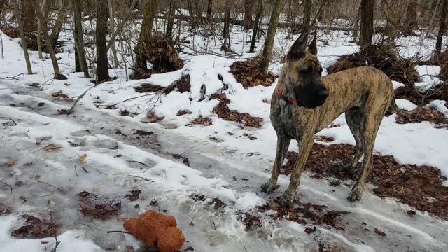 Great Dane rescues frozen teddy bear