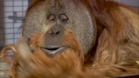 Orangutan understands 72 words! | Extraordinary Animals | Earth