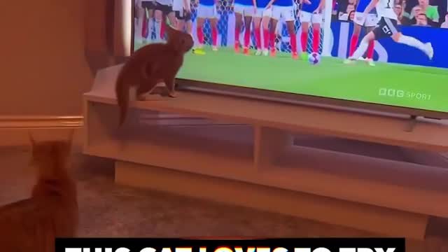 This Hilarious Cat Love Football 😍