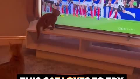 This Hilarious Cat Love Football 😍