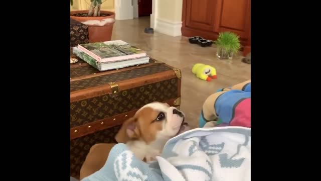 Cute and Funny Cat Dog