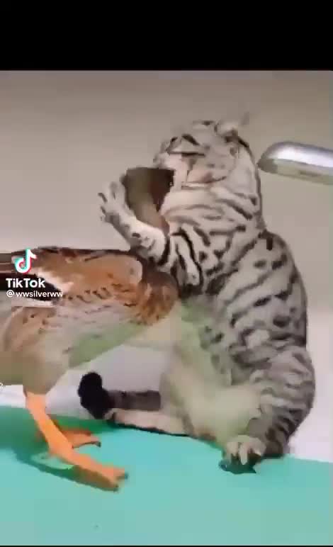 The duck and the cat are arguing