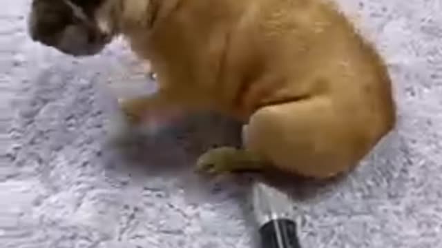 Funny video of funny dog