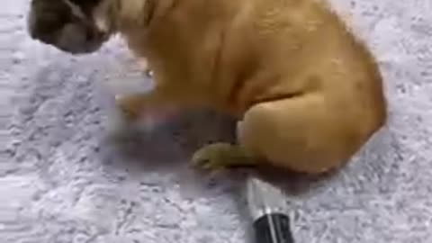 Funny video of funny dog