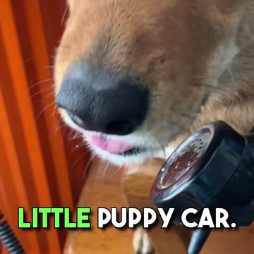 She bought a car just for the dog