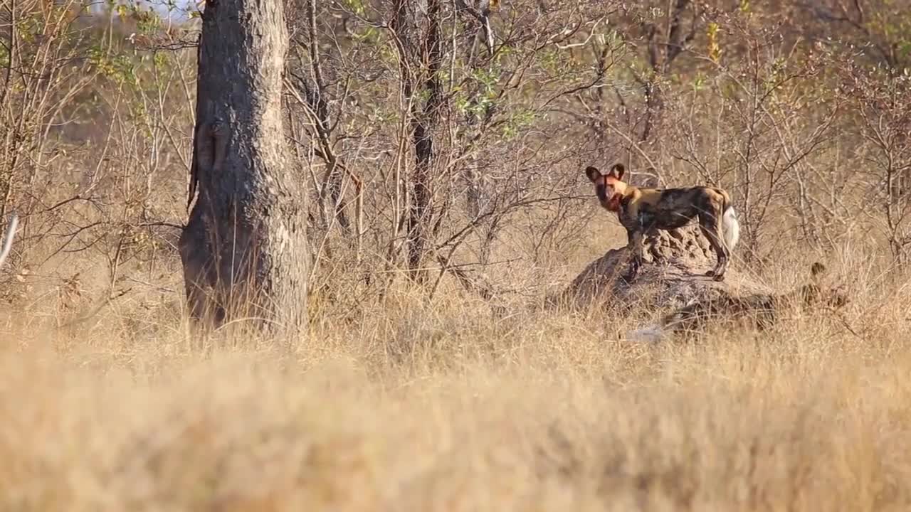 African wild dog standing on termite mound