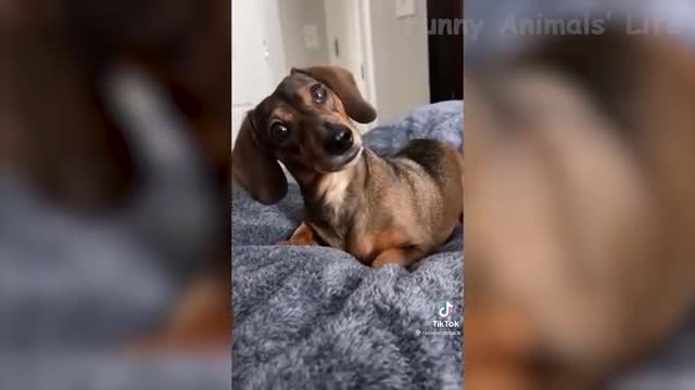 Funny video