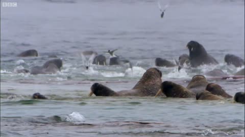 polar bear.vs walrus