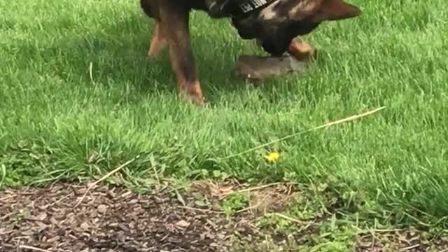 German Shepherd vs Rock