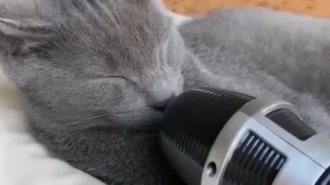 Funny Animals | Dogs and Cats Funny Videos