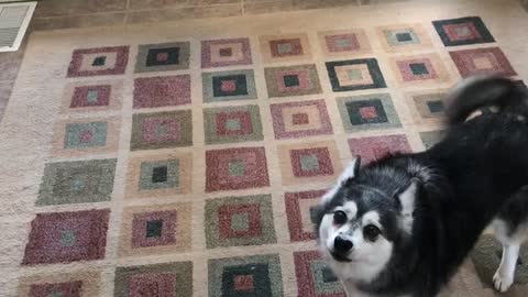 Black husky running around in circles