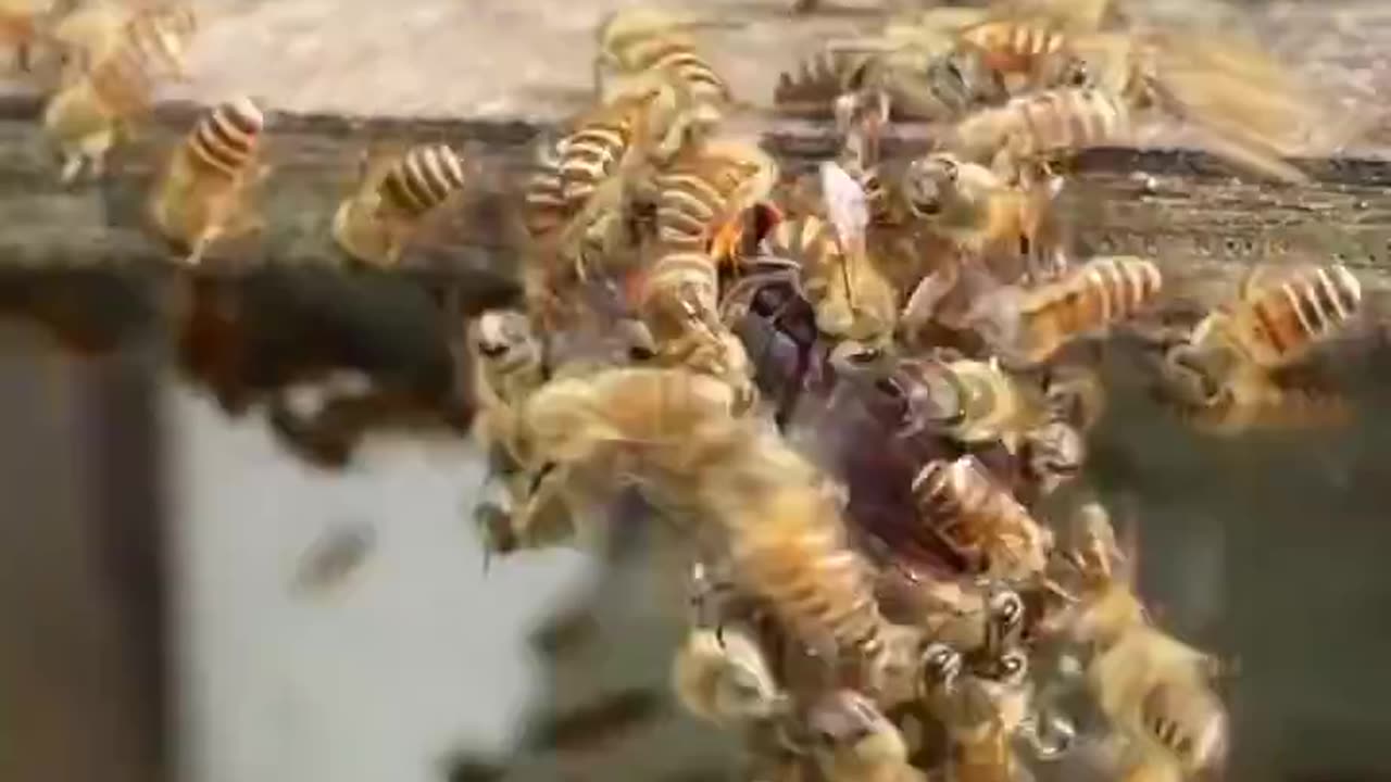 Japanese Bees Vs Hornet