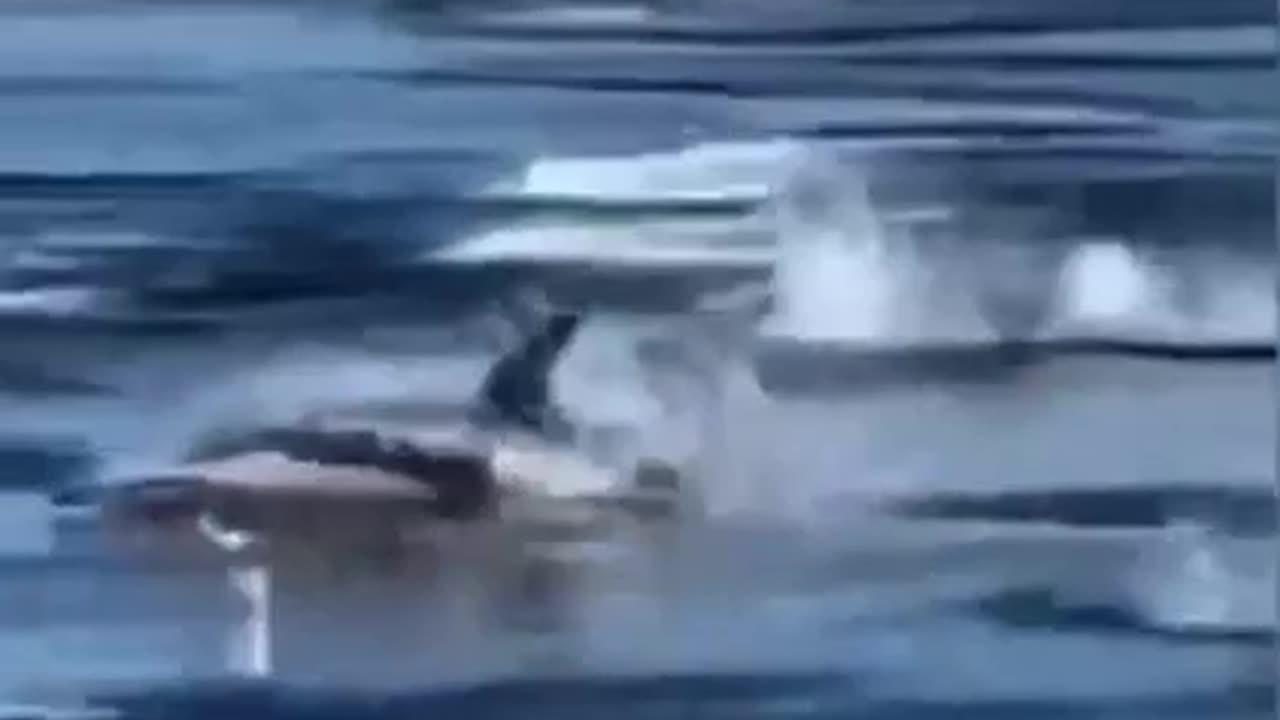 Shark High Jump #shorts #viral #shortsvideo #video