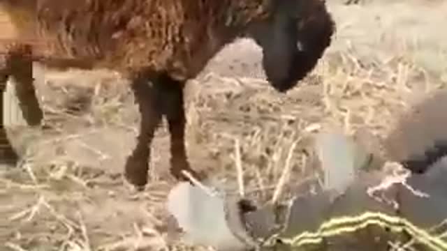 The sheep is angry at the little boy who was challenging him