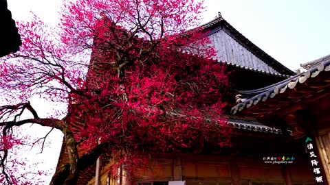 Spring of Hwaeomsa Temple | The Hidden Gem of South Korea vol.11 4K