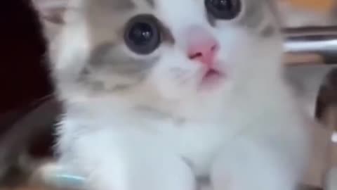 Cute baby animals Videos Compilation cute moment of the animals - Cutest Animals On Earth